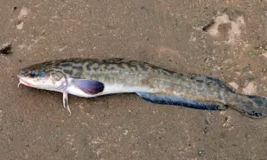 Mientus ryba leży na piasku, jej cętki i wąsiki są dobrze widoczne.
