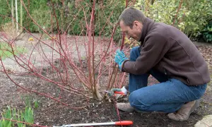 Mann schneidet im Garten einen japanischen Hartriegel zurück. Rote Zweige und Gartengeräte liegen am Boden.