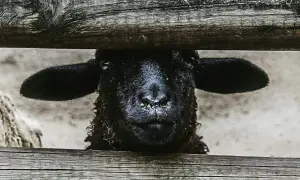 Een zwart schaap, het zwarte schaap van de familie, kijkt nieuwsgierig over een houten hek.