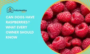 Close-up of ripe raspberries with text asking "Can dogs have raspberries? What every owner should know.