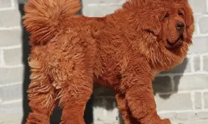 Un majestuoso mastín tibetano de pelaje rojizo y abundante melena posa con orgullo frente a una pared de ladrillos.