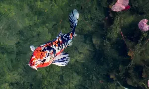 Najdroższy karp koi, o barwach pomarańczu, bieli i czerni, pływa w zielonej wodzie, wśród liści lilii wodnych.