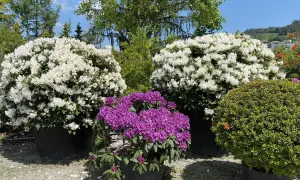 Prächtige Rhododendron-Pflanzen in Weiß und Lila blühen üppig in großen Töpfen.