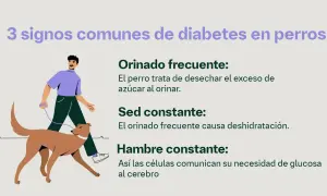 Hombre pasea a su perro, ilustrando los síntomas de diabetes en perros: orinado frecuente, sed y hambre constantes.