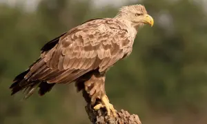 Bielik międzyzdroje, majestatyczny ptak z żółtym dziobem, siedzi na pniu.