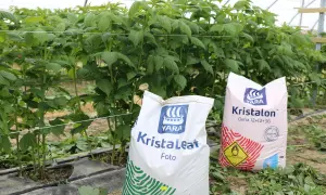 W magazynie z łukowym dachem, w rzędach stoją białe big-bagi. Wózek widłowy przewozi jeden z nich. **Kristalon jaki kolor kiedy** jest przechowywany w takich warunkach?