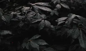 Mroczne, wilgotne liście pokryte kroplami deszczu. Nastrojowa, low key fotografia natury po ulewie.