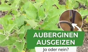 Grüne Auberginepflanze mit Text "AUBERGINEN AUSGEIZEN". Nahaufnahme zeigt junge Triebe, die ausgegeizt werden könnten.