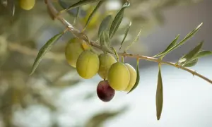 Ramitas de olivo picual con aceitunas verdes y una morada. Sus características son ideales para aceite de alta calidad.