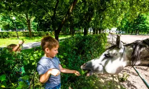 Chłopiec karmi konia trawą. Wspaniałe atrakcje dla dzieci lubelskie, gdzie można obcować ze zwierzętami.