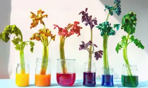 Bunte Sellerie-Stiele in Gläsern: Ein lebendiges Farbexperiment für Kinder, das zeigt, wie Pflanzen Wasser aufnehmen.