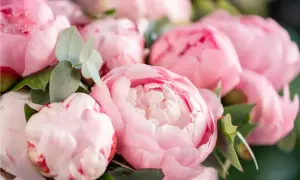 Kiedy jest sezon na peonie? Odkryj, kiedy kwitną w Polsce