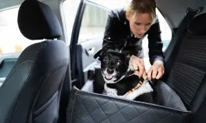 Frau sichert Hund im Auto. Sicherer hund im auto transportieren ist wichtig für die Reise.