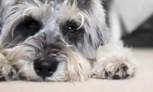 Jak rozpoznać depresję u psa? Objawy, które mogą zaskoczyć właściciela