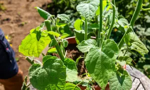 Eine junge Physalis-Pflanze im Topf, bereit zum Ausgeizen. Grüne Blätter und Stiele sind gut sichtbar.