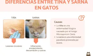 Comparativa de tiña y sarna en gatos: la tiña causa lesiones circulares, mientras que la sarna provoca inflamación y costras.