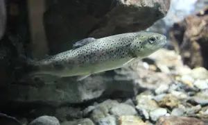 Ein Fisch der Salmoniden-Familie schwimmt im klaren Wasser über Steine.