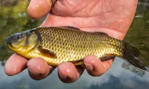 Ein kleiner, goldbrauner Giebel (Fisch) liegt in einer feuchten Hand über klarem Wasser.