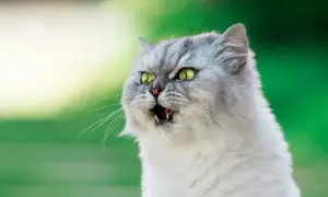Puszysty kot z zielonymi oczami otwiera pyszczek, jakby zastanawiał się, czy koty mają czkawkę.