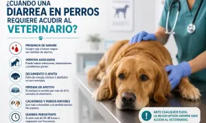 Un veterinario examina a un perro dorado con diarrea. La imagen detalla cuándo buscar ayuda profesional para cortar la diarrea en perros.