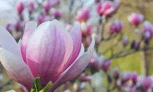 Zbliżenie na różowo-biały kwiat magnolii, w tle rozmyte inne **magnolie odmiany** kwitnące na różowo.