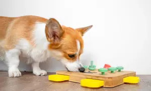 Corgi concentrato su giochi di intelligenza da fare a casa, esplora un puzzle in legno con bottoni colorati.