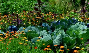 Ein bunter Garten mit Kohl, leuchtenden Ringelblumen und dunklem Amaranth. Buschbohnen gute Nachbarn, die hier im Einklang mit anderen Pflanzen wachsen.