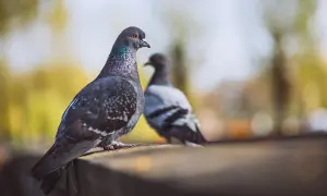 Dwa gołębie siedzą na drewnianej powierzchni. Zastanawiasz się, jak pozbyć się gołębi na strychu?