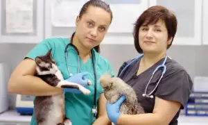 Ile kosztuje odrobaczenie kota u weterynarza? Sprawdź ceny i metody