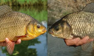 Zwei Fische im Profil: Links eine goldgelbe Karausche, rechts eine dunklere Karausche. Der Unterschied ist deutlich sichtbar.