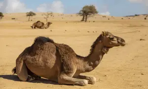 Oman: Zwierzęta i fauna - Co warto wiedzieć o przyrodzie tego kraju?