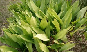 En tät grupp av gröna blad, som en garderobsblomma katt som sträcker ut sig.