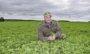 Rolnik w polu lucerny, trzymający w dłoniach zielone liście.