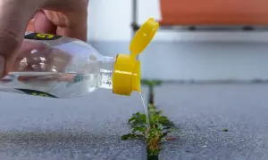 Essigreiniger gegen Unkraut: Eine Hand gießt aus einer Flasche mit gelbem Verschluss eine Flüssigkeit auf eine Pflanze, die aus einer Fuge im Asphalt wächst.