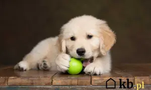 Golden Retriever: Cena szczeniaka i koszty utrzymania. Ile naprawdę kosztuje?