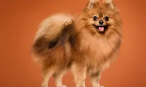 Pomeranian o rudym futrze, z wywieszonym językiem, stoi na tle pomarańczowym.