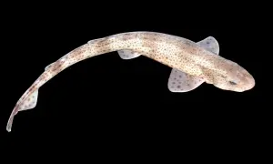 Mały, cętkowany rekin, który mógłby pływać w Bałtyku, z ciemnym tłem.
