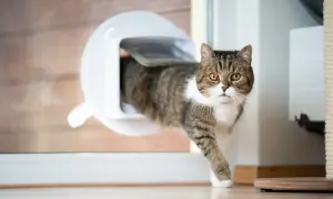 Katze nutzt gerade die neu eingebaute Katzenklappe, um ins Freie zu gelangen.