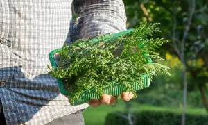 Grüne Thuja-Setzlinge in einem Behälter, bereit zum Pflanzen. So einfach kann man Thuja selber ziehen.