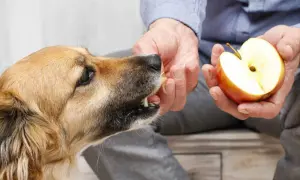 A person offers a piece of apple to a dog, showing that dogs can eat apples as a healthy treat.