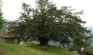 Un majestuoso tejo, árbol milenario, se alza junto a una ermita de piedra. Una mujer pasea con su galgo por el prado.