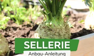 Sellerie pflanzen im Garten. Ein Sellerieknolle wächst im Beet, daneben weitere junge Selleriepflanzen. Anleitung zum Anbau.