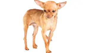 Un pequeño perro ruso de pelaje dorado, con orejas grandes y ojos curiosos, posa con elegancia.