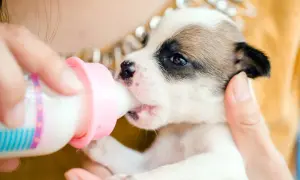 A tiny puppy, without its mom, is being fed puppy milk replacer from a pink bottle. This is how to feed a 4 week old puppy without mom.