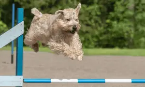 Irish soft coated wheaten terrier w locie nad przeszkodą, z wesołym wyrazem pyska i falującą sierścią.