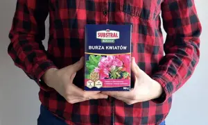 Osoba w flanelowej koszuli trzyma nawóz "Burza Kwiatów" Substral, który zapewni obfite i długie kwitnienie.