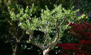 Ein junger Olivenbaum mit vielen grünen Blättern. Wann schneidet man einen Olivenbaum? Am besten im späten Winter oder frühen Frühling, bevor das neue Wachstum beginnt.