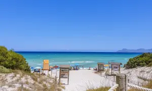 Piękna plaża Playa de Muro z turkusową wodą, białym piaskiem i zieloną roślinnością. Ludzie odpoczywają pod parasolami.