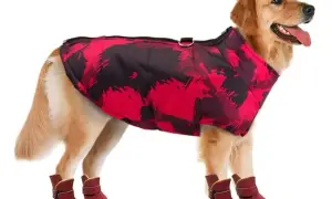 Uszyj buty dla psa krok po kroku: Poradnik DIY