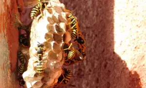 Rój os na swoim gnieździe. Wiele owadów z charakterystycznymi żółto-czarnymi pasami, które mogą być naturalnym wrogiem dla innych owadów.